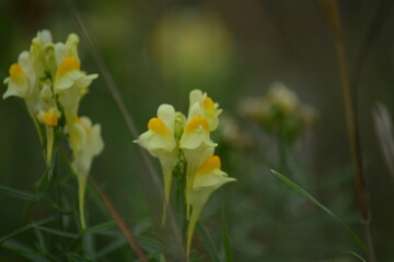 Gelb blühende Blumen in ihrer Natur