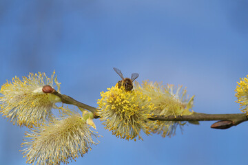 Abeille domestique --- Abeille mellifère (Apis mellifera)
Apis mellifera on an unidentified flower or plant
