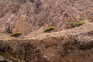 trees in the mountains, Ras Al Khaimah, United Arab Emirates