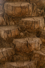 Palm tree trunk texture close up photo