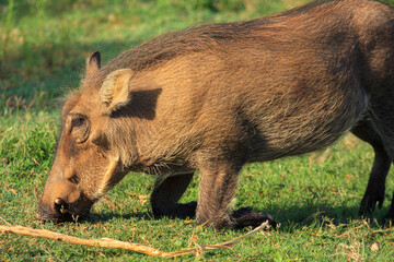 warthog Kgalagadi Transfrontier Park one of the great parks of South Africa wildlife and hospitality in the Kalahari desert