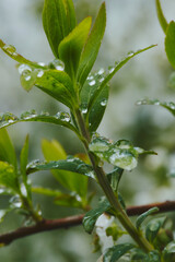Obraz premium 植物