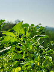 Plants growing against blue sky background, nature photography, natural gardening background, greenery wallpaper