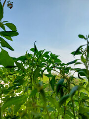 Plants growing against blue sky background, nature photography, natural gardening background, greenery wallpaper