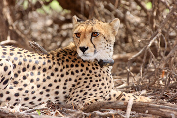 Kgalagadi Transfrontier Park one of the great parks of South Africa wildlife and hospitality in the Kalahari desert