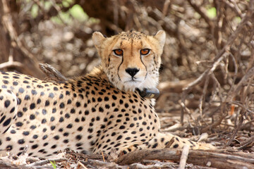 Kgalagadi Transfrontier Park one of the great parks of South Africa wildlife and hospitality in the Kalahari desert