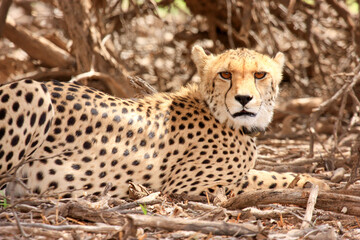 Kgalagadi Transfrontier Park one of the great parks of South Africa wildlife and hospitality in the Kalahari desert
