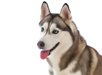 dog, Siberian Husky, isolate on white background.