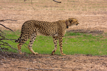 Kgalagadi Transfrontier Park one of the great parks of South Africa wildlife and hospitality in the Kalahari desert