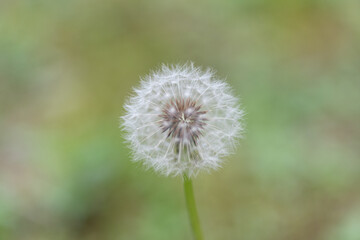 ふわふわなタンポポの綿毛