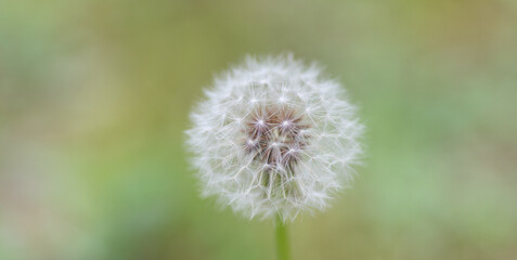 ふわふわなタンポポの綿毛