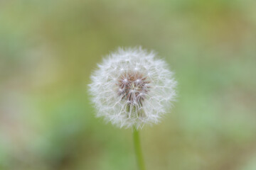 ふわふわなタンポポの綿毛