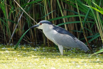 Black-crowned night heron is a medium-sized heron found throughout a large part of the world.