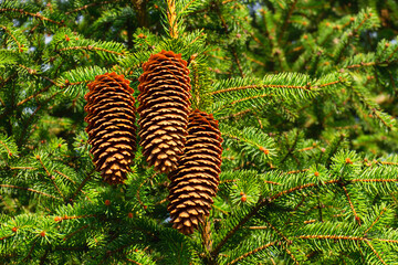 Three mature spruce cones gracefully hanging from the branch of a fir tree.