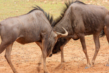 gnu kgalagadi Transfrontier Park one of the great parks of South Africa wildlife and hospitality in...