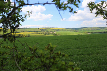 green and yellow fields rural countryside of the south downs national park, england