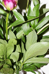 beautiful spring pink peony flowers with green leaves. open and closed peony buds. pink peonies close up