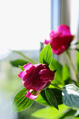 beautiful spring pink peony flowers with green leaves. open and closed peony buds. pink peonies close up