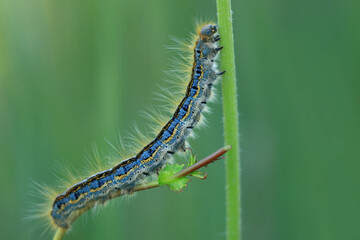 Funny hairy caterpillar climbing on the plant stem
