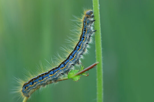 Funny hairy caterpillar climbing on the plant stem