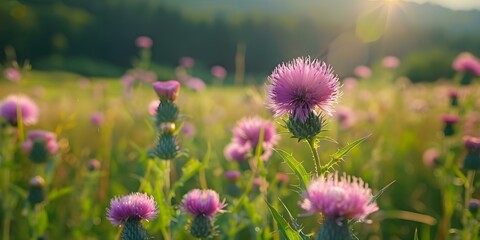 Blurred green field with thistle flowers in focus. Concept Nature, Landscapes, Photography