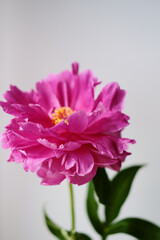 beautiful spring pink peony flowers with green leaves. open and closed peony buds. pink peonies close up