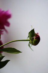 beautiful spring pink peony flowers with green leaves. open and closed peony buds. pink peonies close up
