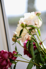 beautiful spring pink and white peony flowers with green leaves. open and closed peony buds. peonies closeup in pink and white color