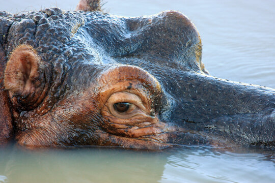 ippo Kgalagadi Transfrontier Park one of the great parks of South Africa wildlife and hospitality in the Kalahari desert