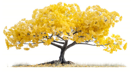 A broad tree with golden-yellow leaves, standing alone against a white background.