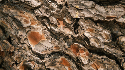 Rugged Tree Bark Texture