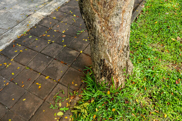 Tree Base on Grass Next to Leaf-Covered Sidewalk