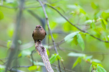 Singendes Zaunkönig Männchen ( Troglodytes troglodytes )