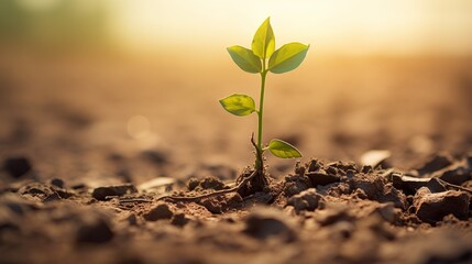 One seedling is dying in dry soil. Concepts of drought, cracked soil, global warming,