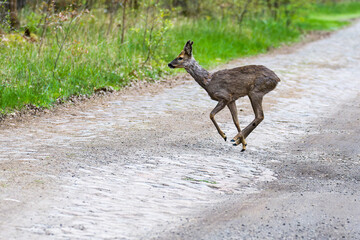 Rehbock im Fellwechsel beim Überqueren einer Straße © Karin Jähne