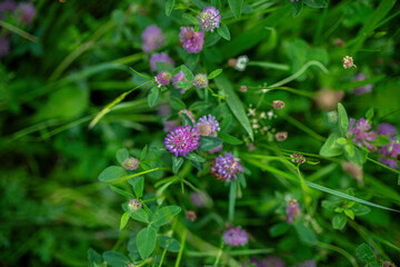 Purple clover flowers in the middle of meadow.