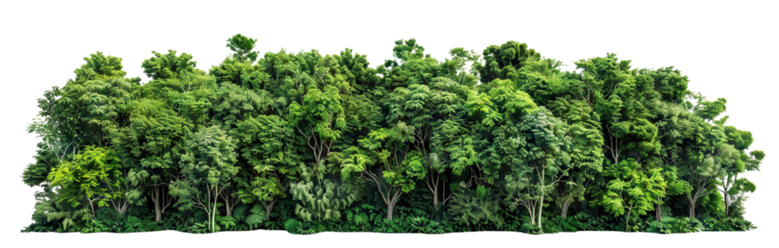 Lush green forest cut out