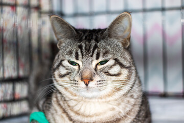 Sad gray cat with catheter on paw