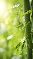Beautiful green bamboo forest background under sunlight