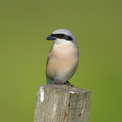 A male Red Backed Shrike sitting on a wooden pole