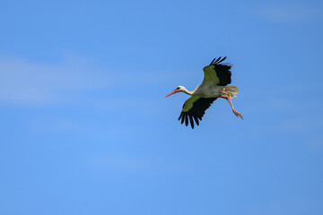 A White Stork in flight blue sky