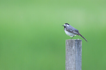 A White Wagtail standing on a wooden post