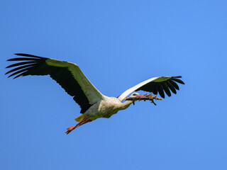 A White Stork in flight blue sky