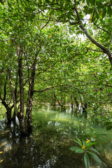 Lush mangrove trees in a calm river on a sunny day on Iriomote island, Okinawa.