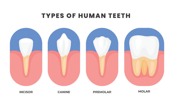 Different types of Teeth types poster, Various healthy human tooth, Oral mouth stomatological elements comparison. Anatomical Incisor, canine, premolar and molar visual shape differences.
