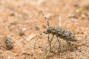 A small longhorn beetle sitting on a piece of wood