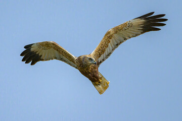 A Western Marsh Harrier flying on a sunny day