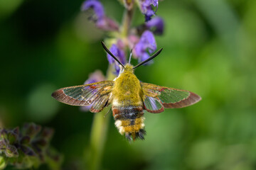 A broad bordered bee hawk moth feeding on a blue flower