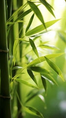 Beautiful green bamboo forest background under sunlight