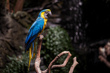 Blue and yellow macaw bird perched on a tree branch in a horizontal composition